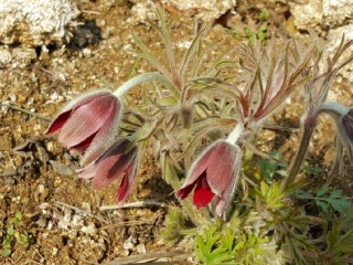 할미꽃 (백두옹)