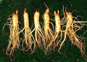 인삼 - 사람 형상…