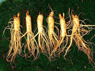 인삼 - 사람 형상이므로 인삼