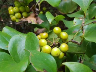 청미래덩굴-최고의 해독제