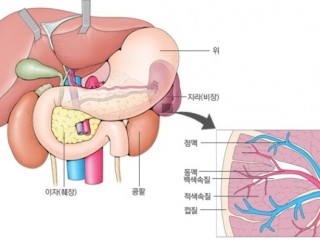 비장 - 혈액의 세관검색대