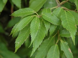 참가시나무-몸안의 결석을 녹임