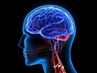 뇌(2) - 신비투성이인 인간의 상징