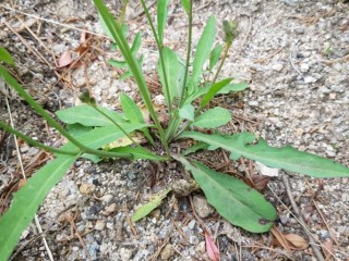 씀바귀-피로회복, 노화방지