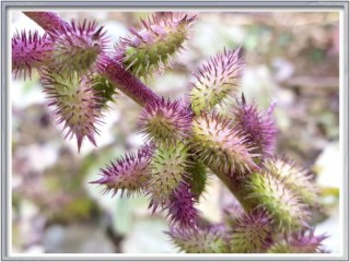 도꼬마리(창이자)-알코올중독, 축농증 치료