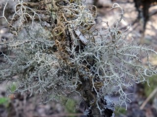 소나무 겨우살이(송라)-해열, 해독