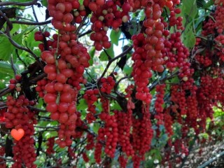 췌장염, 오미자·홍삼으로 예방