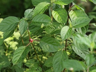 쇠무릅지기(우슬초)-양기부족에