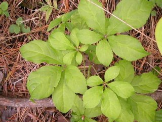 오가피와 가시오가피