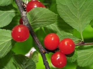 앵두 - 피로회복, 식욕 증진제