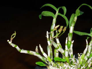 조루증에 좋은 `사자환'