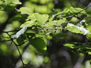 뽕나무(산뽕나무)