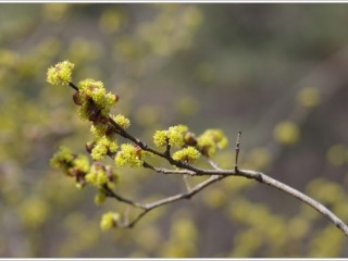 생강나무-산후풍의 특효약