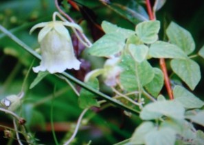 만삼의 뿌리 당삼 …