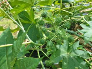 피마자 - 사용시 독성 조심