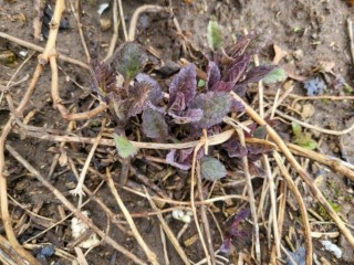 현삼 - 열을 내리고 심장 기능을 강화