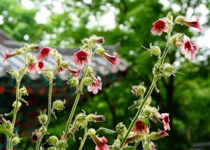 지황 - 다양한 효…