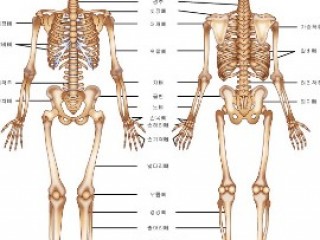 뼈 - 철근보다 단단한 인체의 기둥