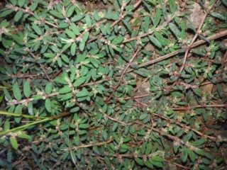 비단풀-암을 고치는 신비의 약초