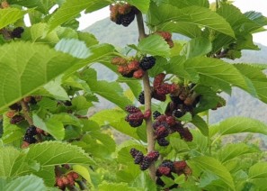 뽕나무 - 보혈 강…