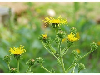 목향 - 제대로 감별한 후 사용해야