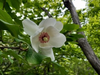 산목련-비염과 축녹증의 명약