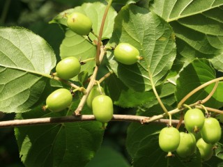 다래나무-위암, 식도암, 유방암, 간염