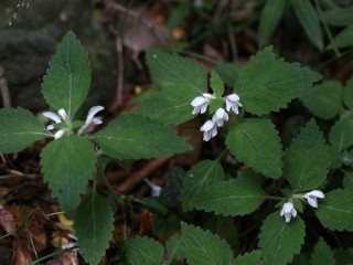 속단-부러진 뼈에