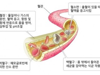 피(1) - 양분, 산소운반 인체의 강물