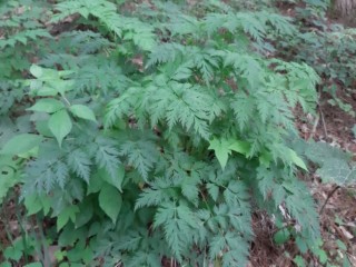 변비 - 당귀, 천궁 효과