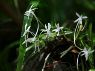 목 이물감 - 소엽, 귤껍질 달여마시면 효과