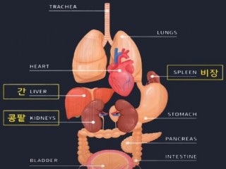 콩팥, 비장부위 자극하면 키큰다