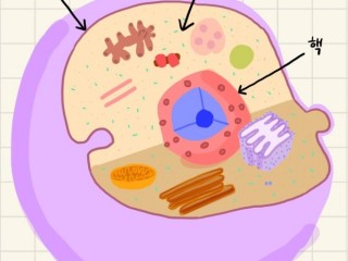 세포 - 인간의 진화 비밀 간직